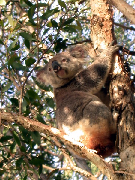 Koala